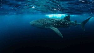 Read more about the article Measures to Protect Whale Sharks Now Mandatory